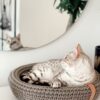 Coco Dog/Cat Bed - Light Brown