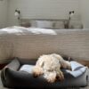 Moe Dog Bed - Light Anthracite