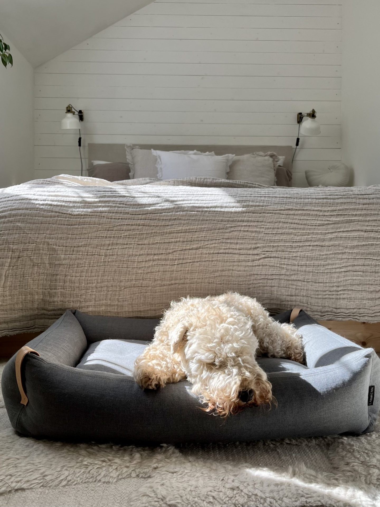 Moe Dog Bed - Light Anthracite