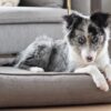 Strippo Dog Bed - Mokka